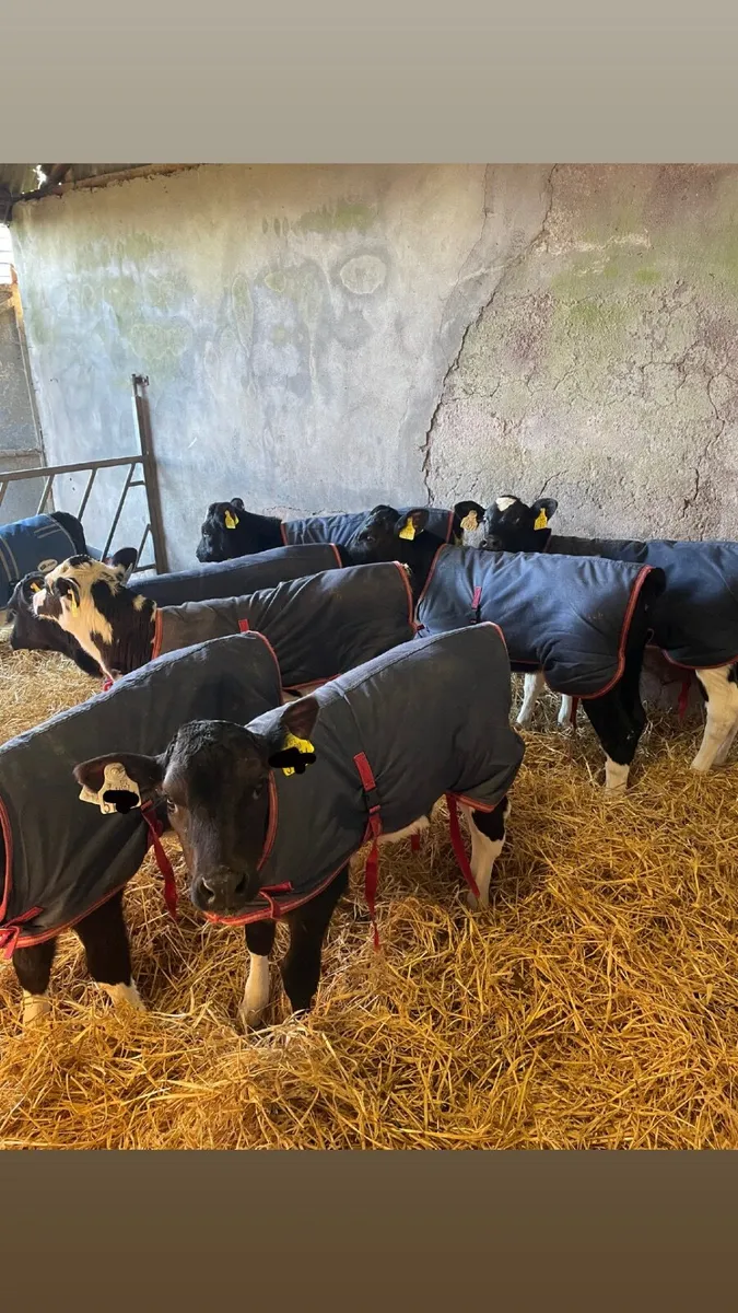 Pedigree Freisian Heifer Calves - Image 3