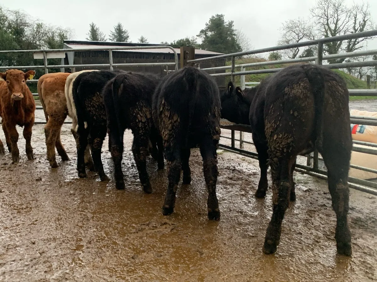 8 suckler bred heifers - Image 4