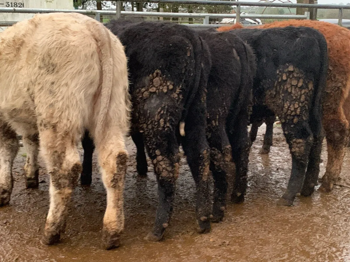 8 suckler bred heifers - Image 3