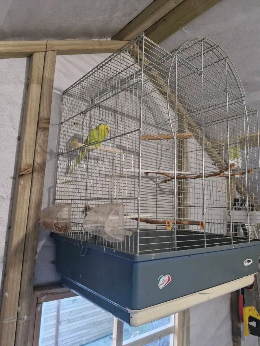 Budgie and cage - Image 1