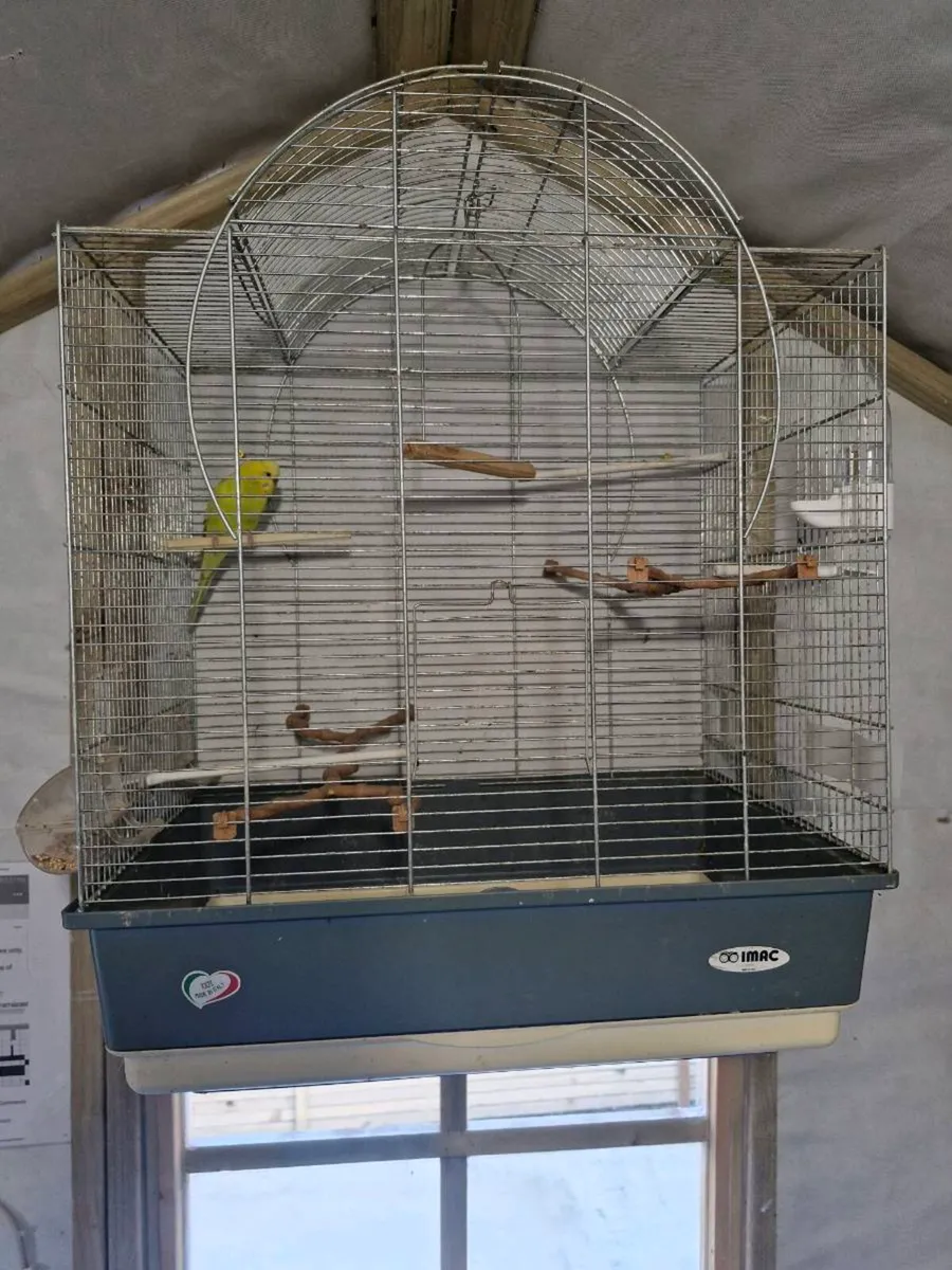 Budgie and cage - Image 3