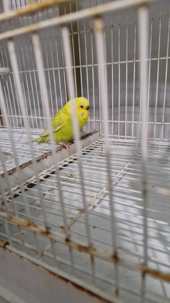 Budgie and cage - Image 4