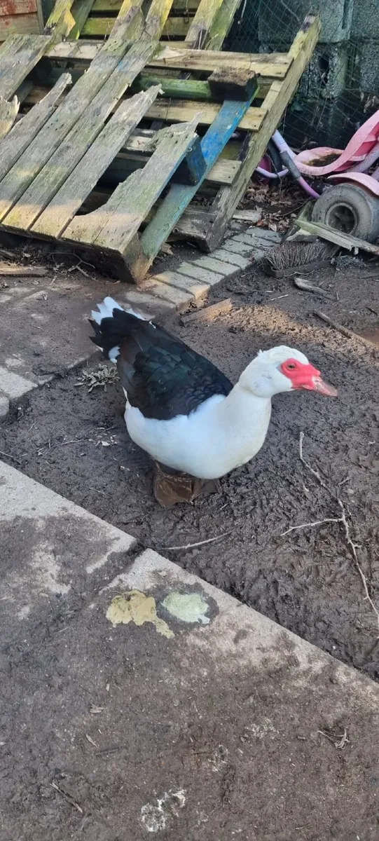 Muscovy Drake - Image 2