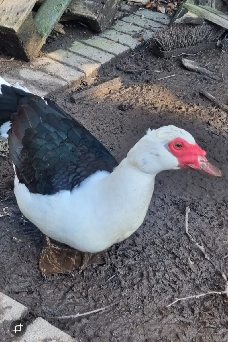 Muscovy Drake - Image 1