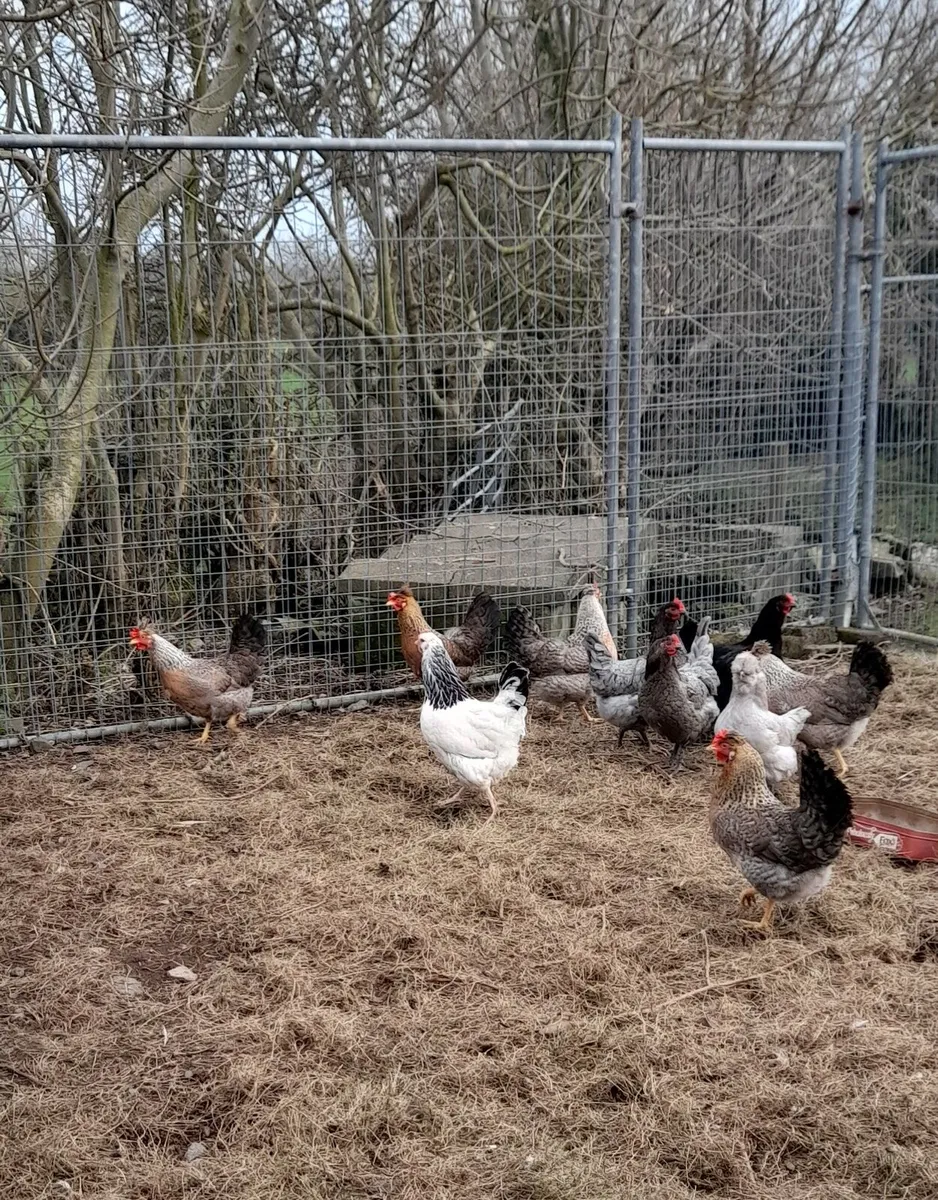 P.B. Roosters etc. - Image 1