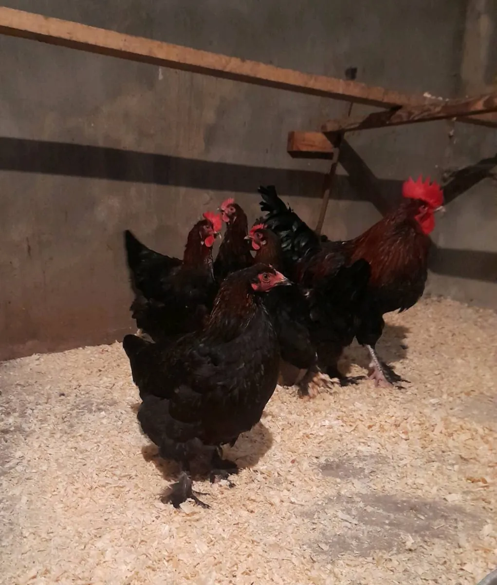 P.B. Roosters etc. - Image 2