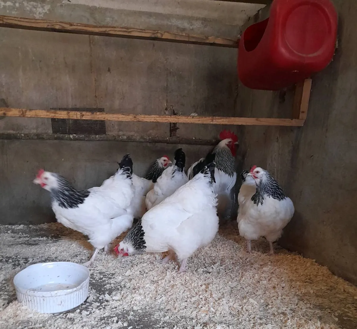 P.B. Roosters etc. - Image 3