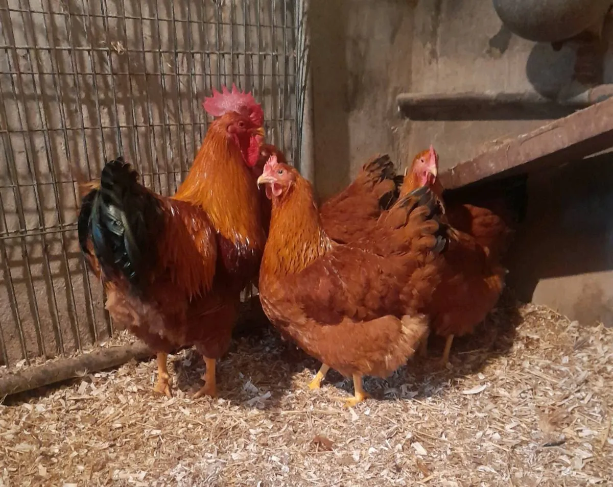 P.B. Roosters etc. - Image 4