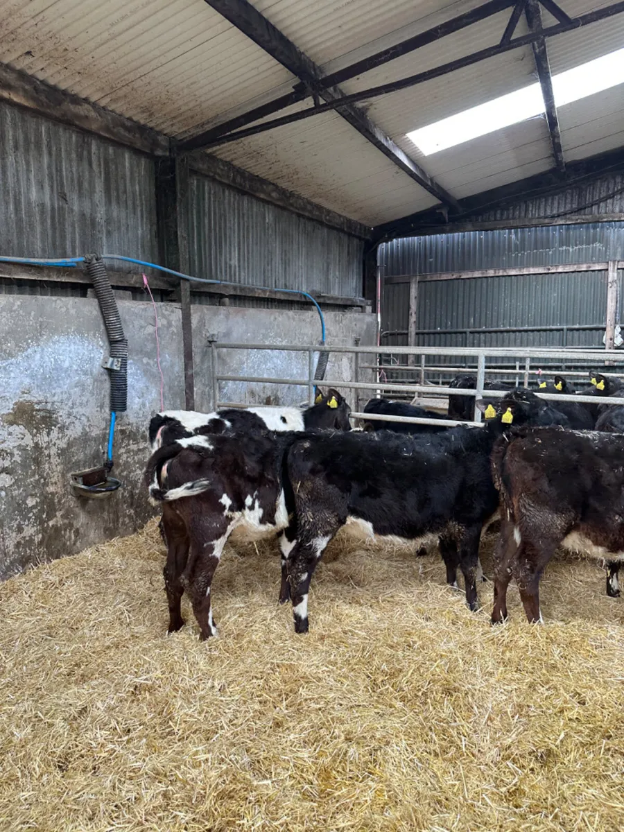 Beef shorthorn heifers - Image 4