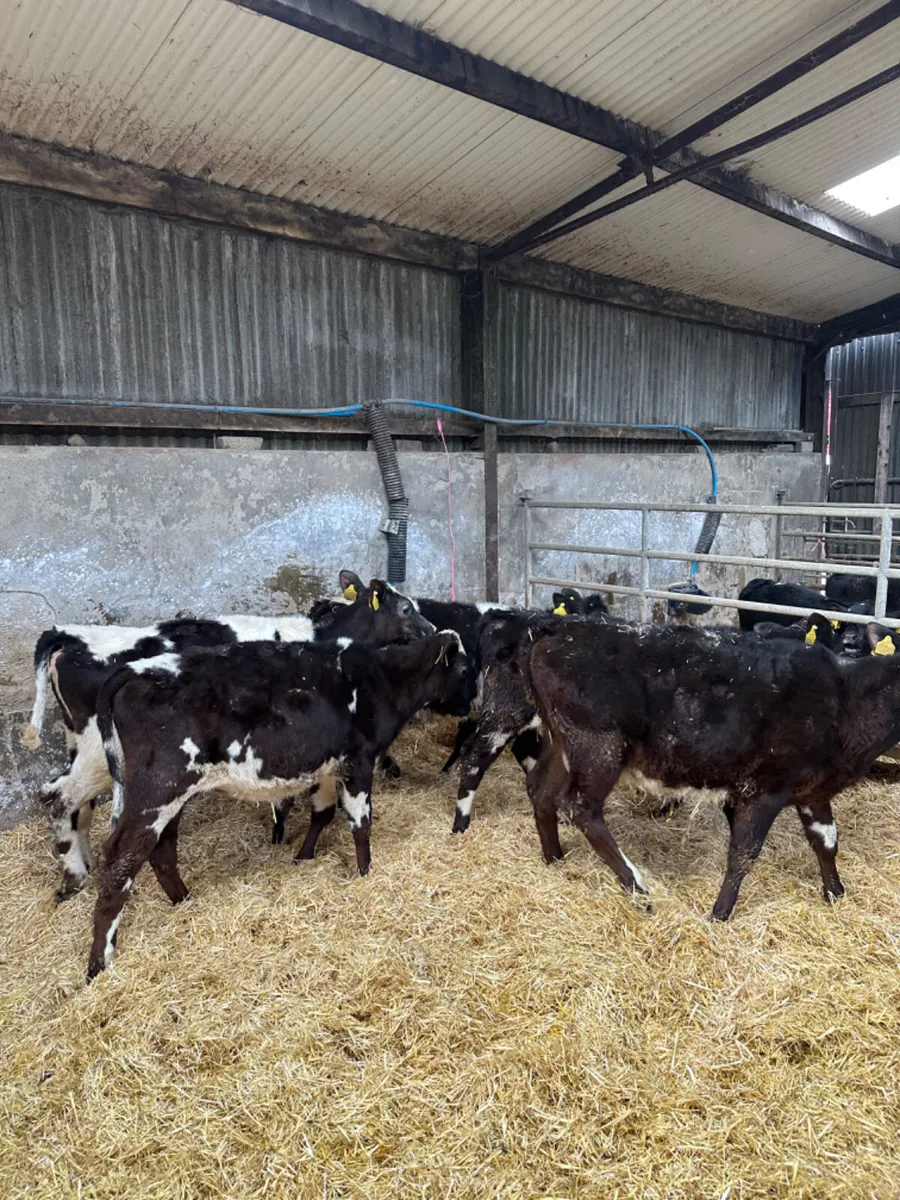 Beef shorthorn heifers - Image 3