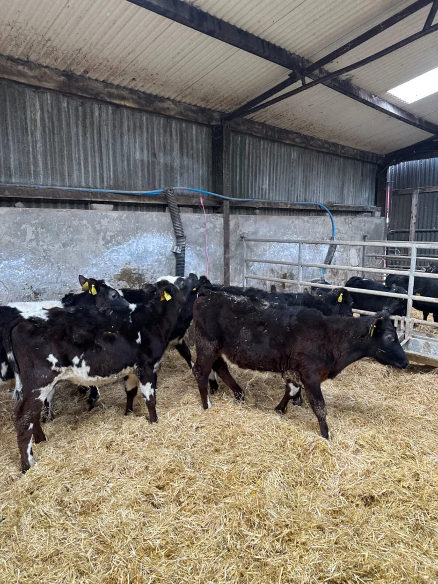 Beef shorthorn heifers - Image 1