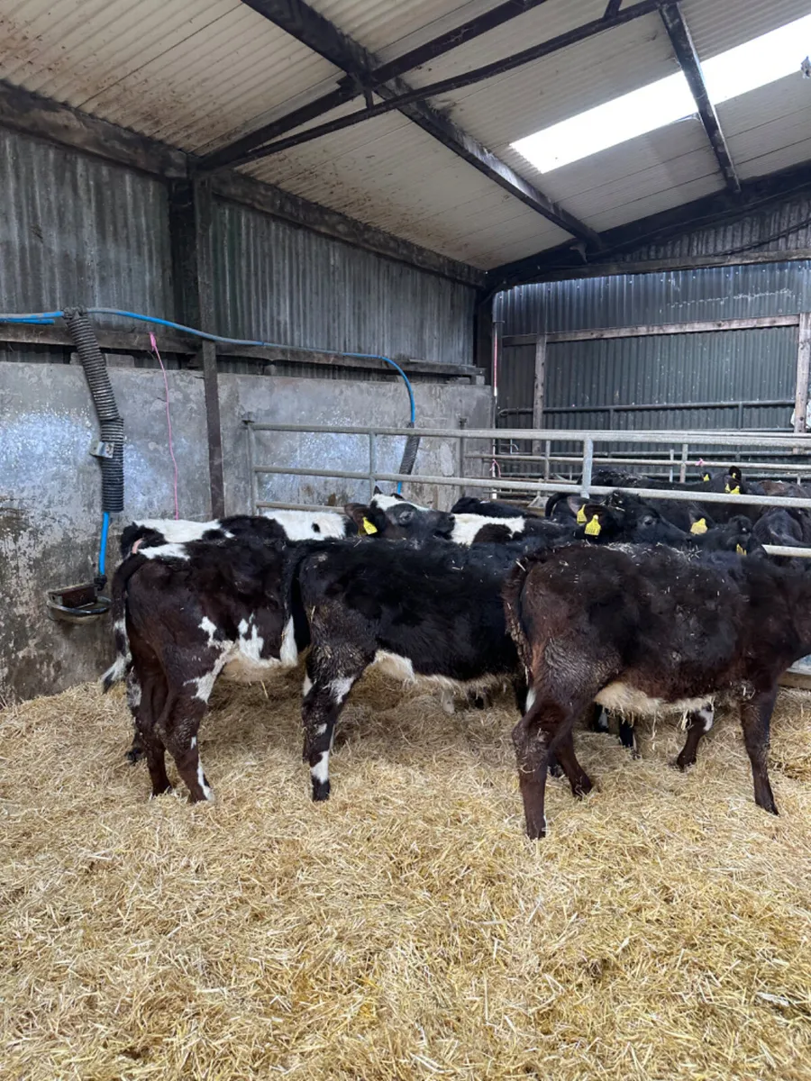 Beef shorthorn heifers - Image 2