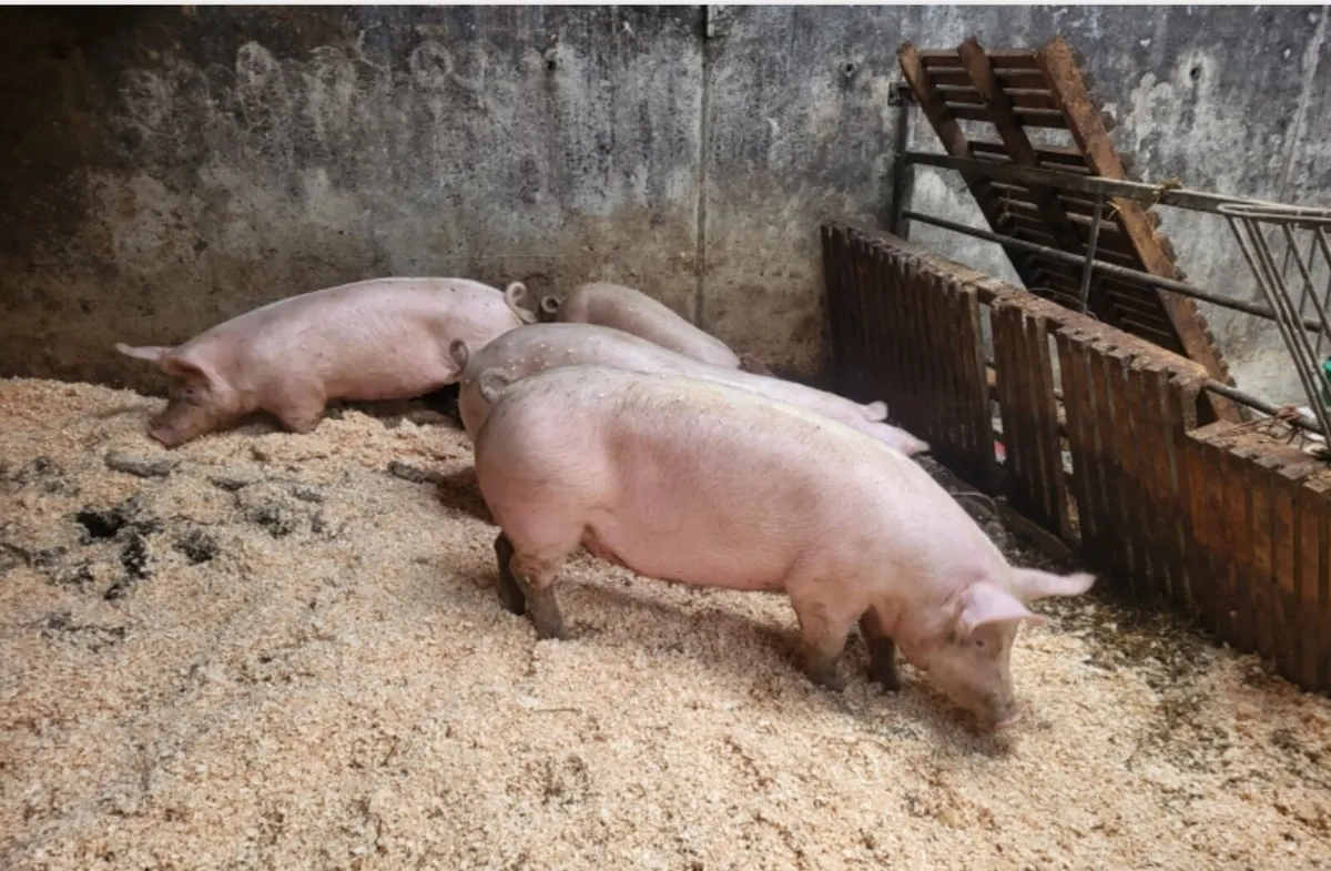 Fat pigs, slaughter ready - Image 1