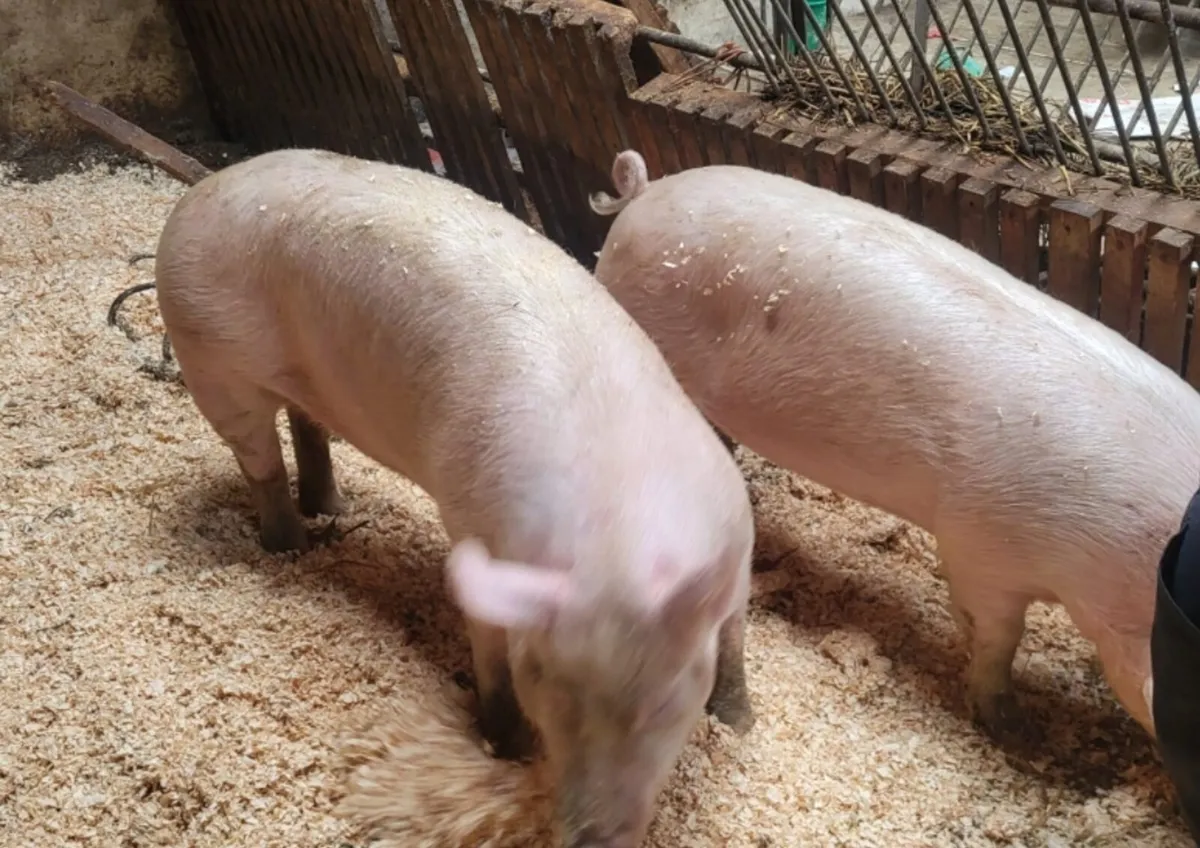 Fat pigs, slaughter ready - Image 2