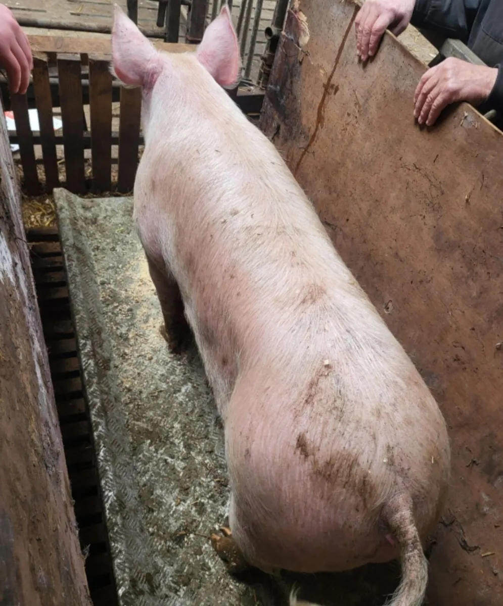 Fat pigs, slaughter ready - Image 3
