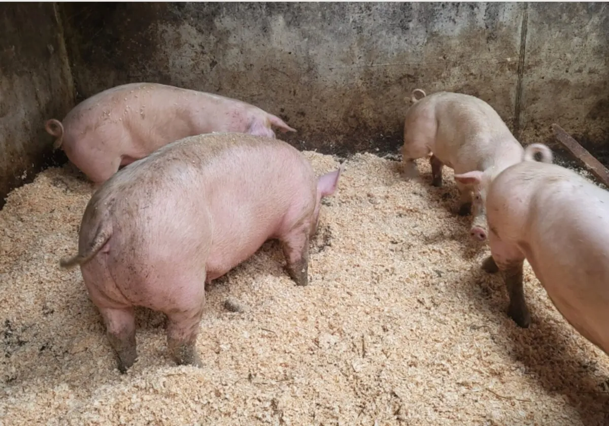 Fat pigs, slaughter ready - Image 4
