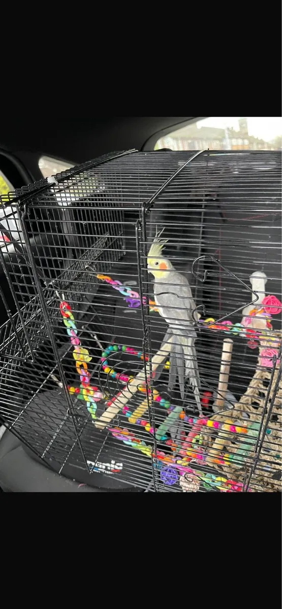Cockatiel - Image 1