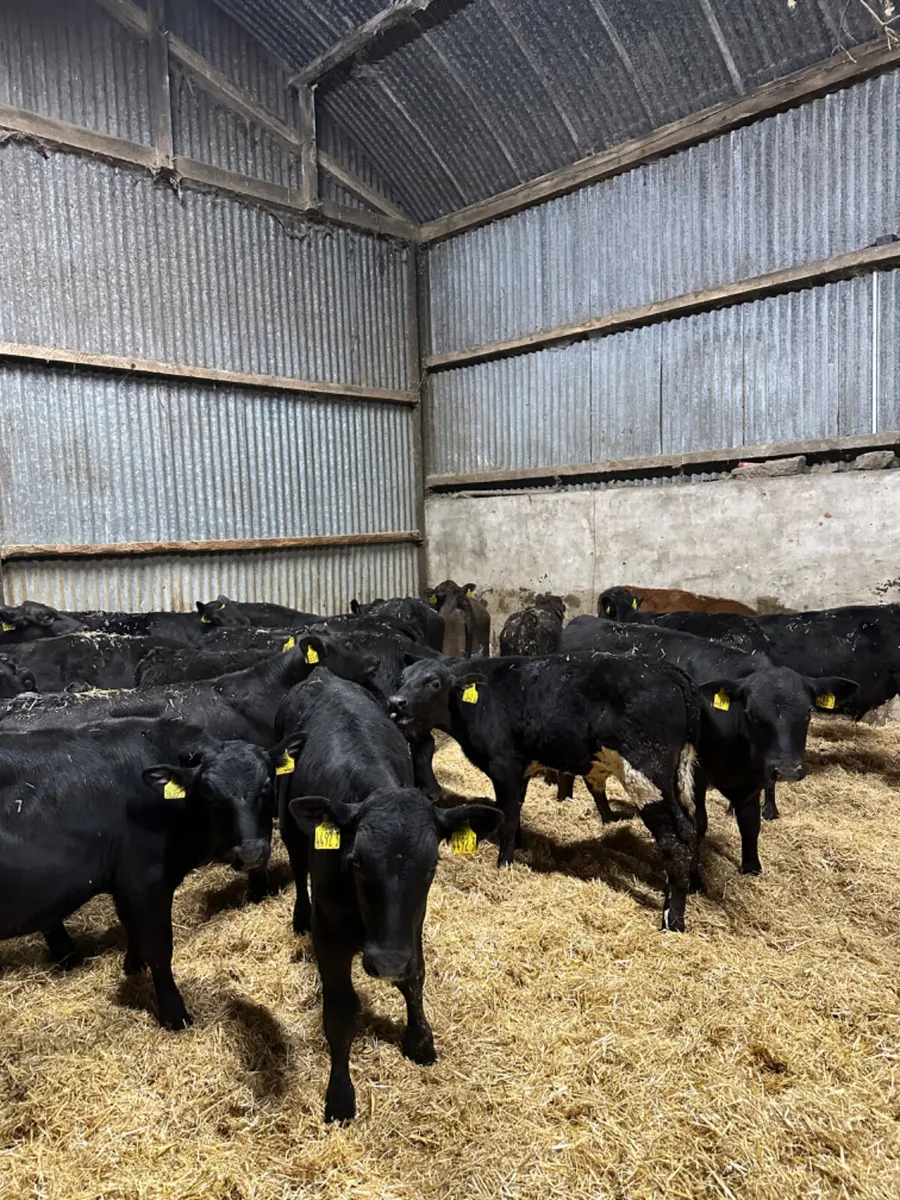 Angus bulls - Image 1