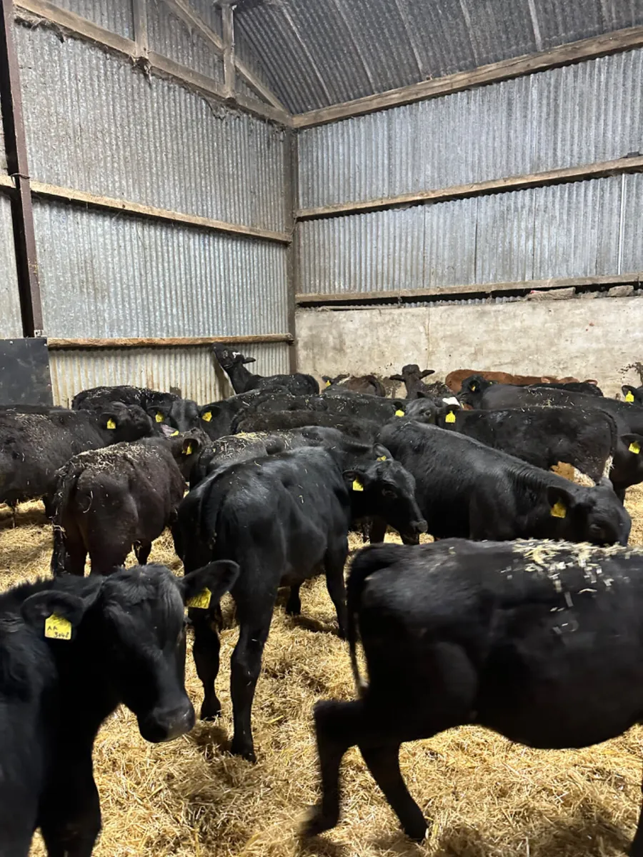 Angus bulls - Image 3