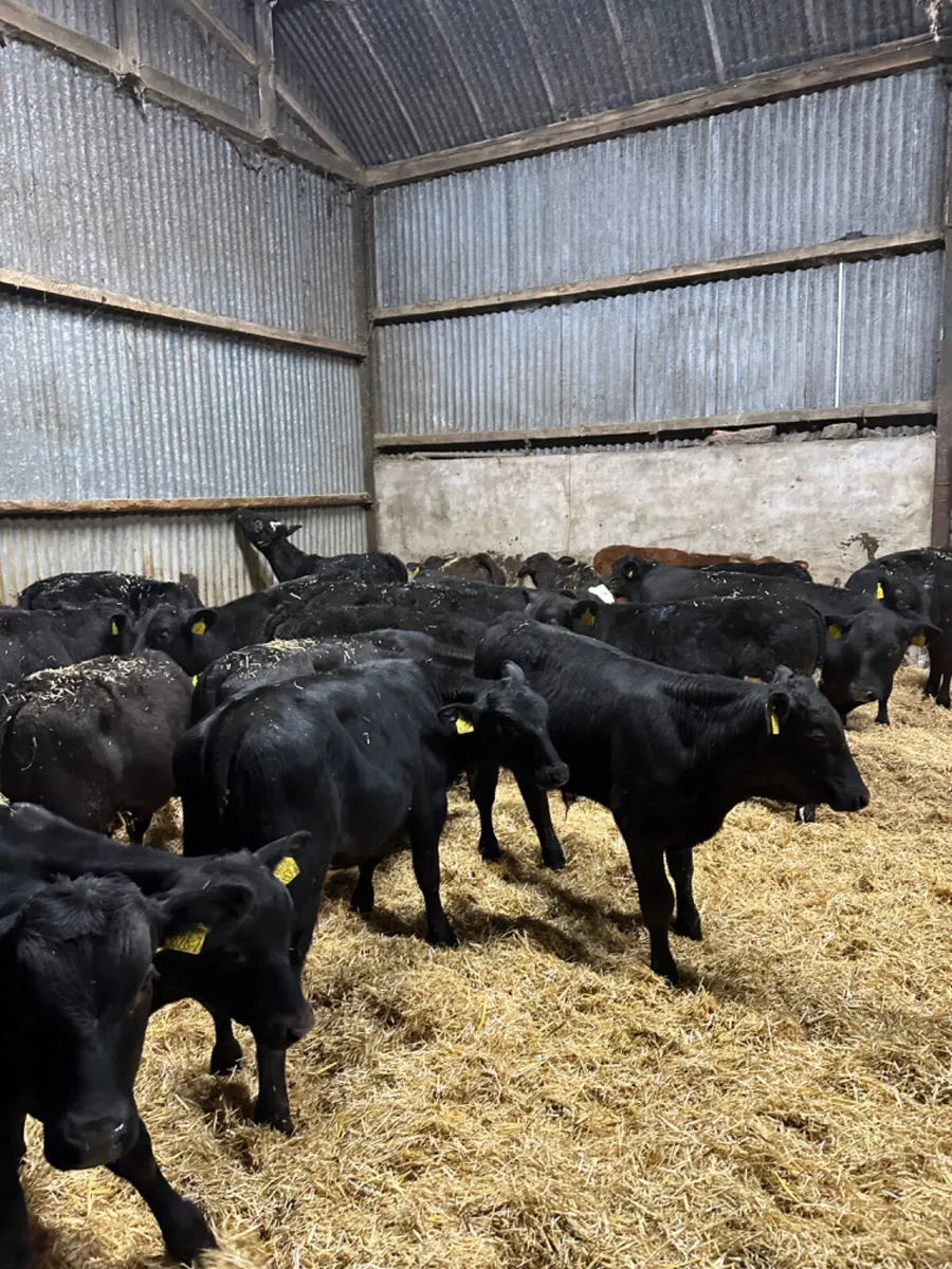 Angus bulls - Image 4