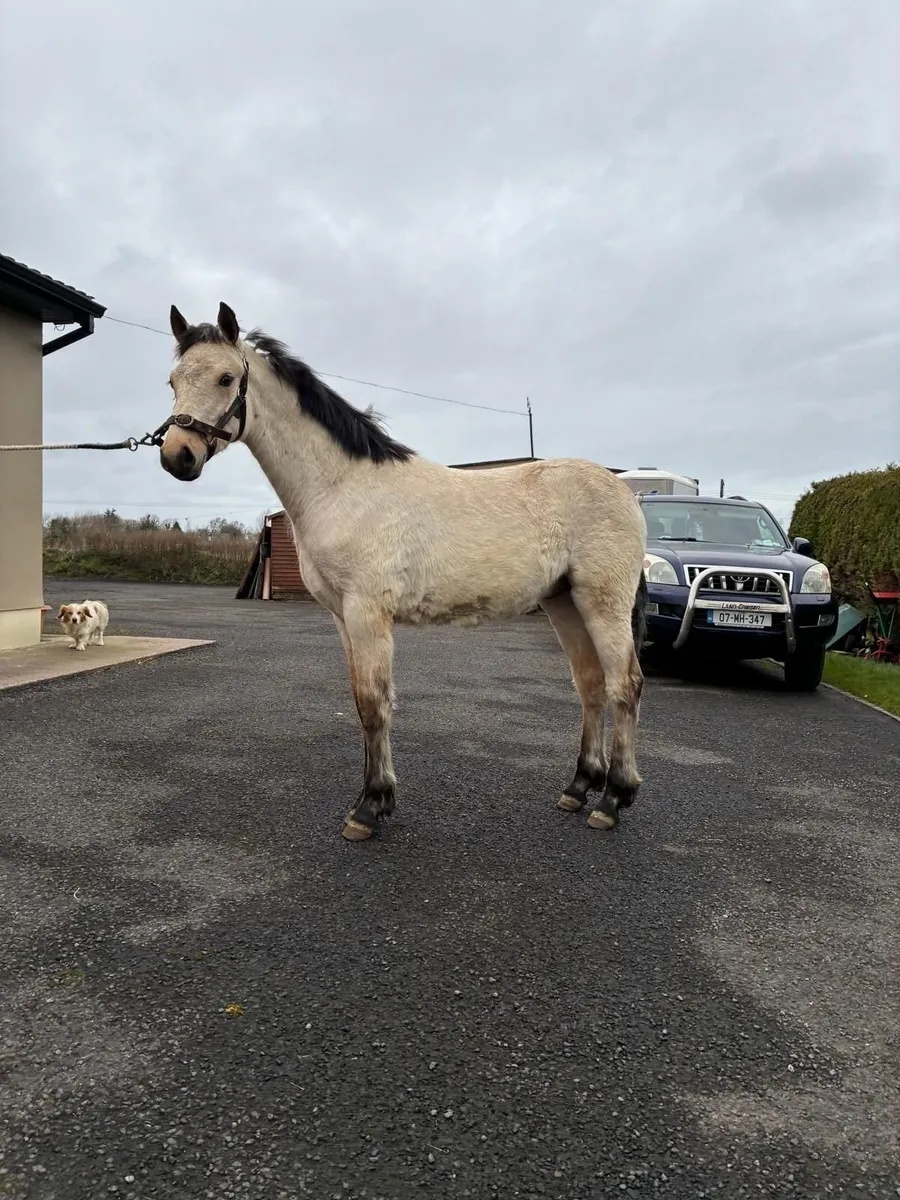Connemara colt - Image 1