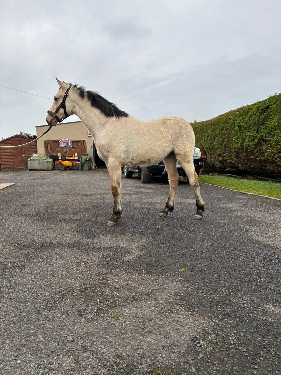 Connemara colt - Image 2