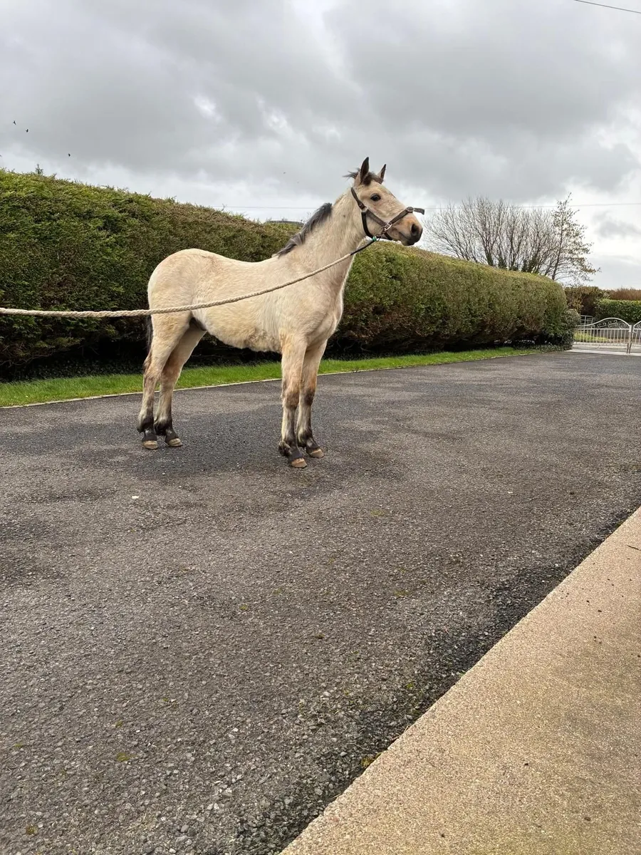 Connemara colt - Image 3