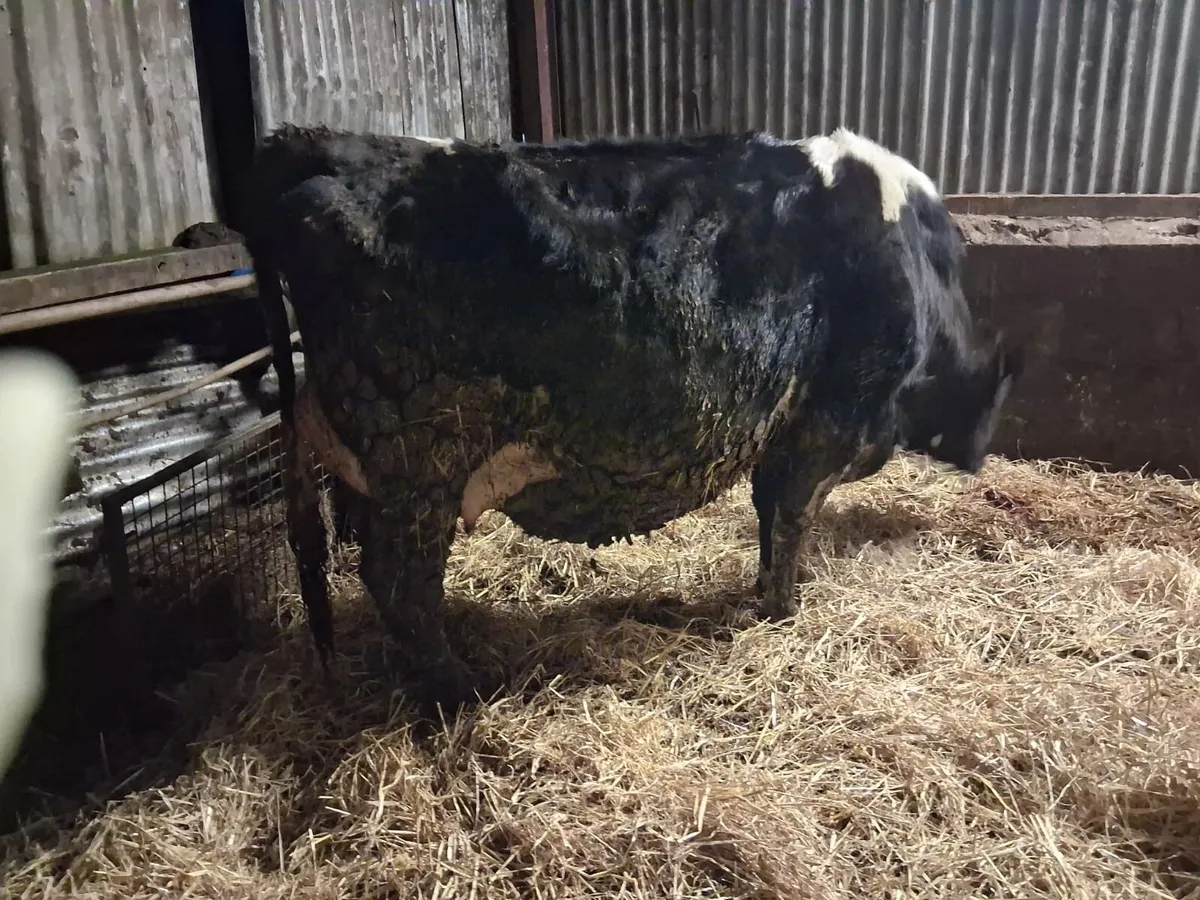 Powerful Calved Heifer - Image 2