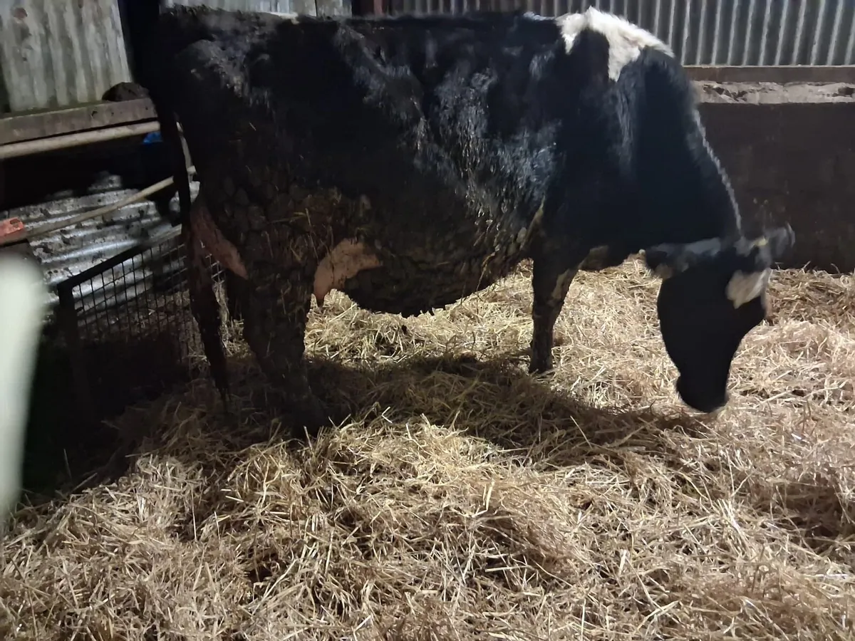 Powerful Calved Heifer - Image 1
