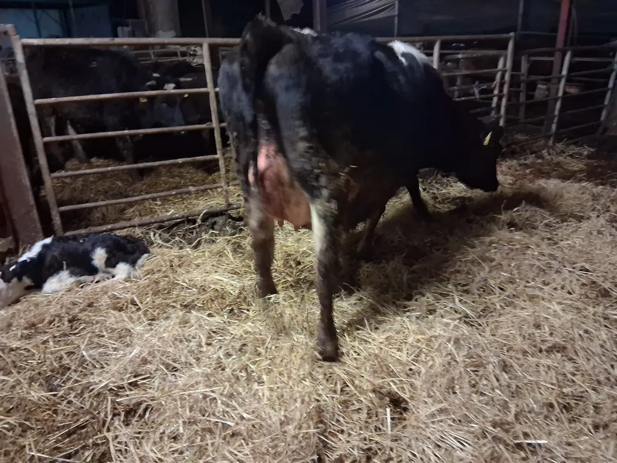 Powerful Calved Heifer - Image 3