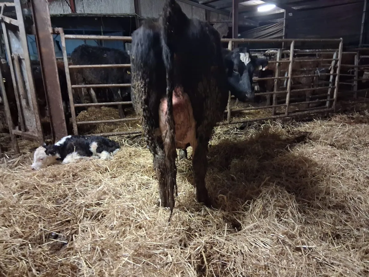 Powerful Calved Heifer - Image 4