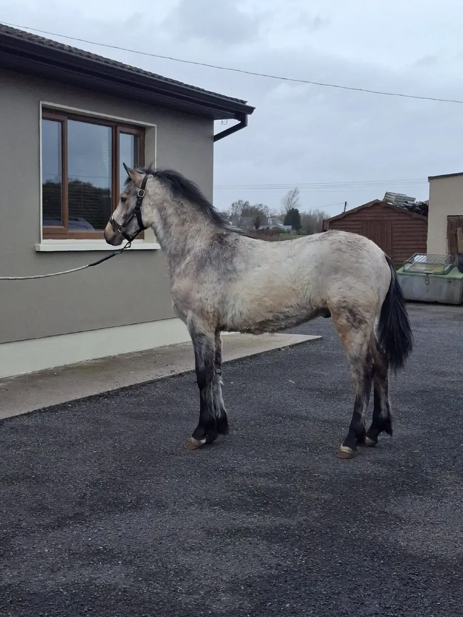 Connemara colt - Image 1