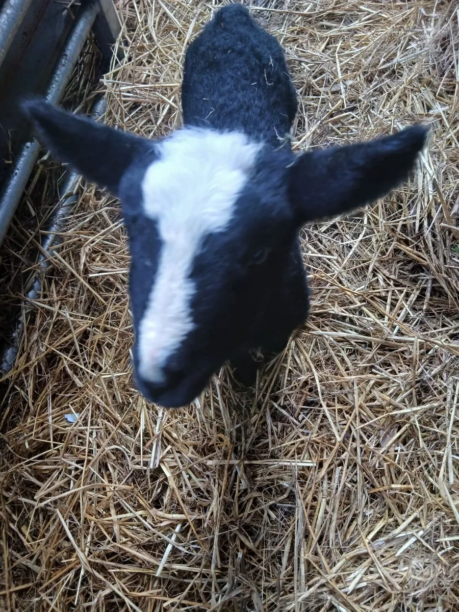 Pet lamb - Image 1