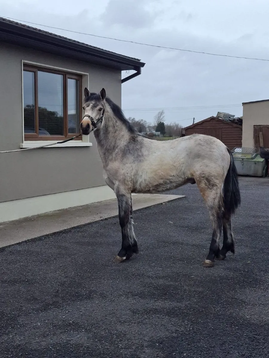 Connemara colt - Image 2
