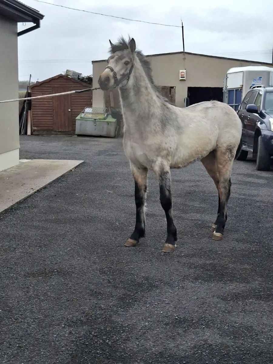 Connemara colt - Image 3