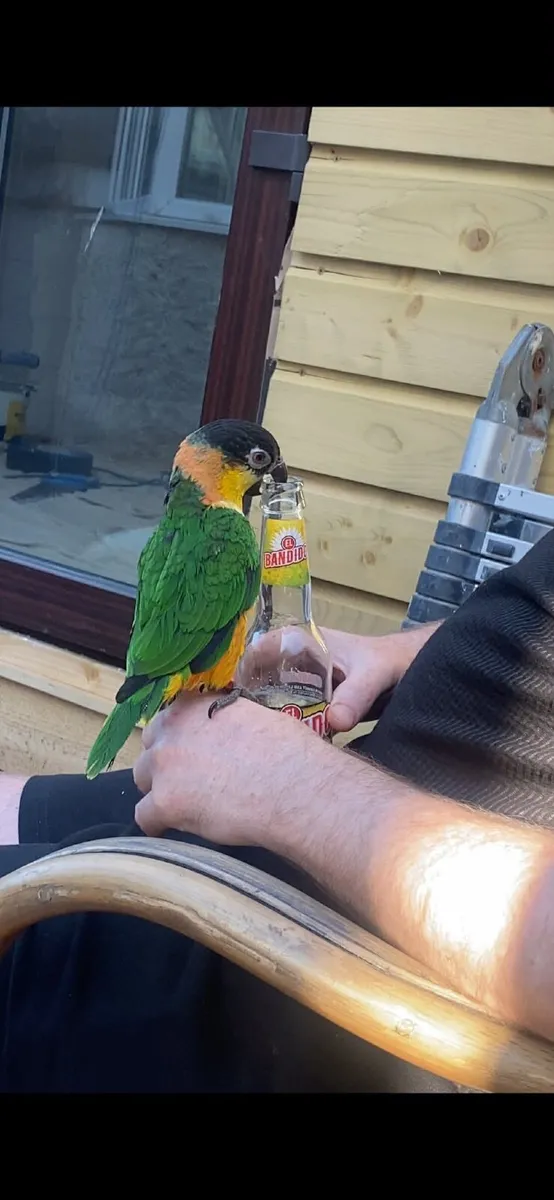 Caique Parrot - Image 3