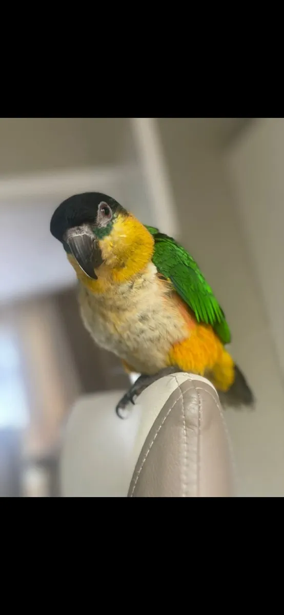 Caique Parrot - Image 4