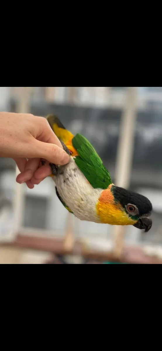 Caique Parrot - Image 2