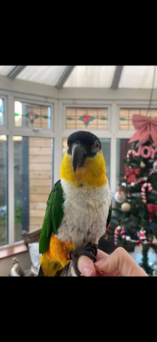 Caique Parrot - Image 1