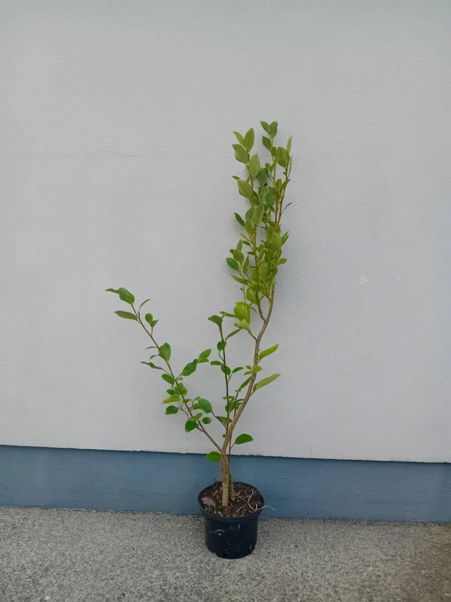 Griselinia hedging - Image 3