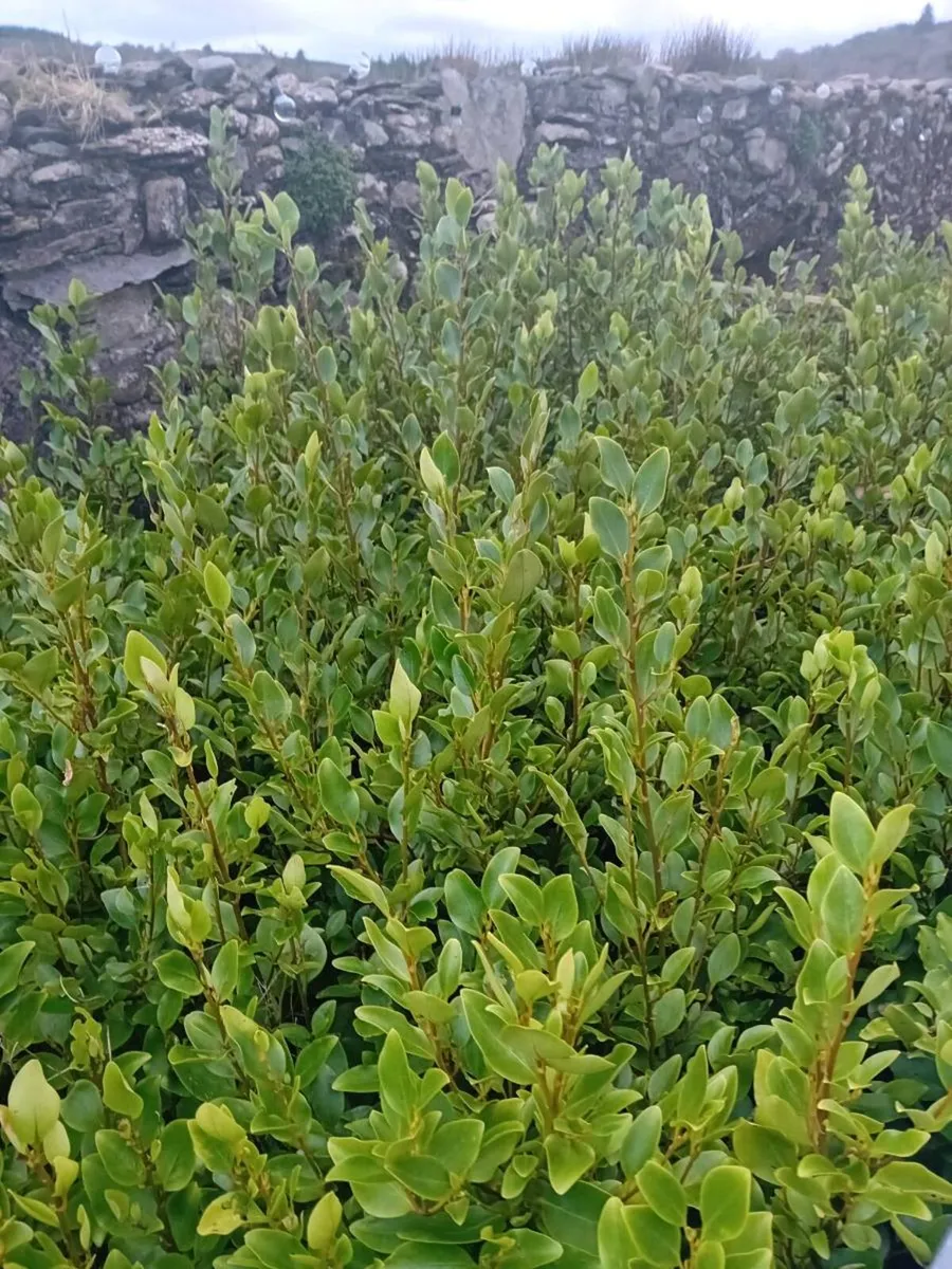 Griselinia hedging - Image 4