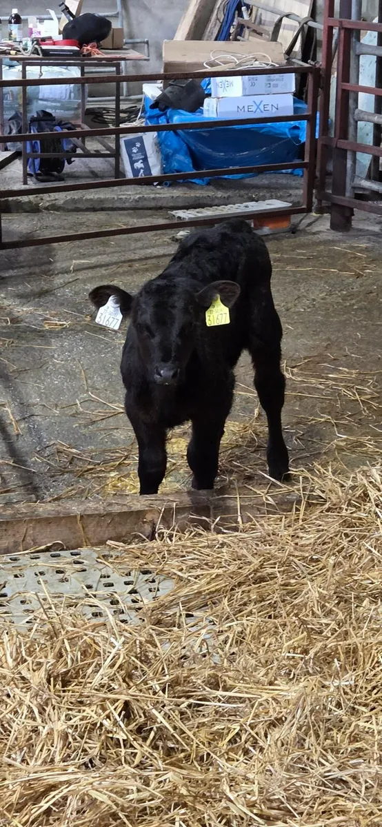 Angus Calves - Image 1