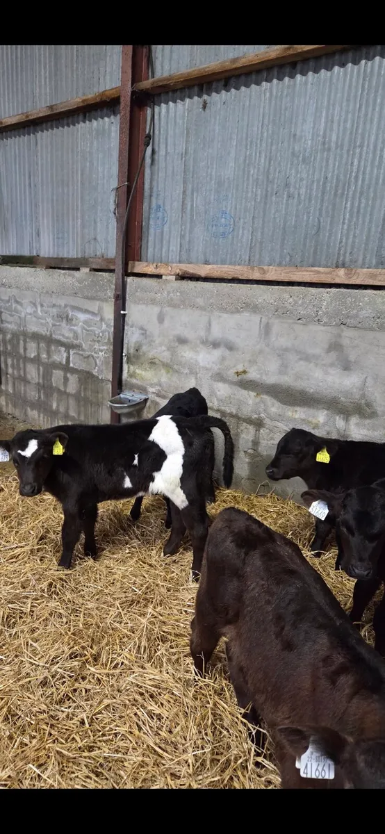 Angus Calves - Image 2