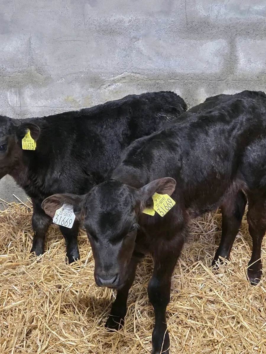Angus Calves - Image 3
