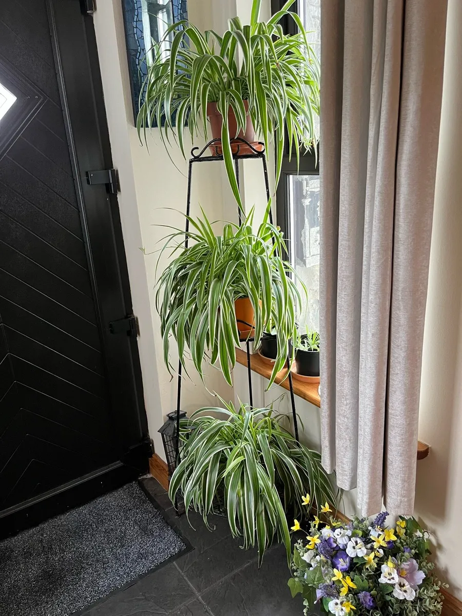 3 Spider plants large €12 for the 3 - Image 2