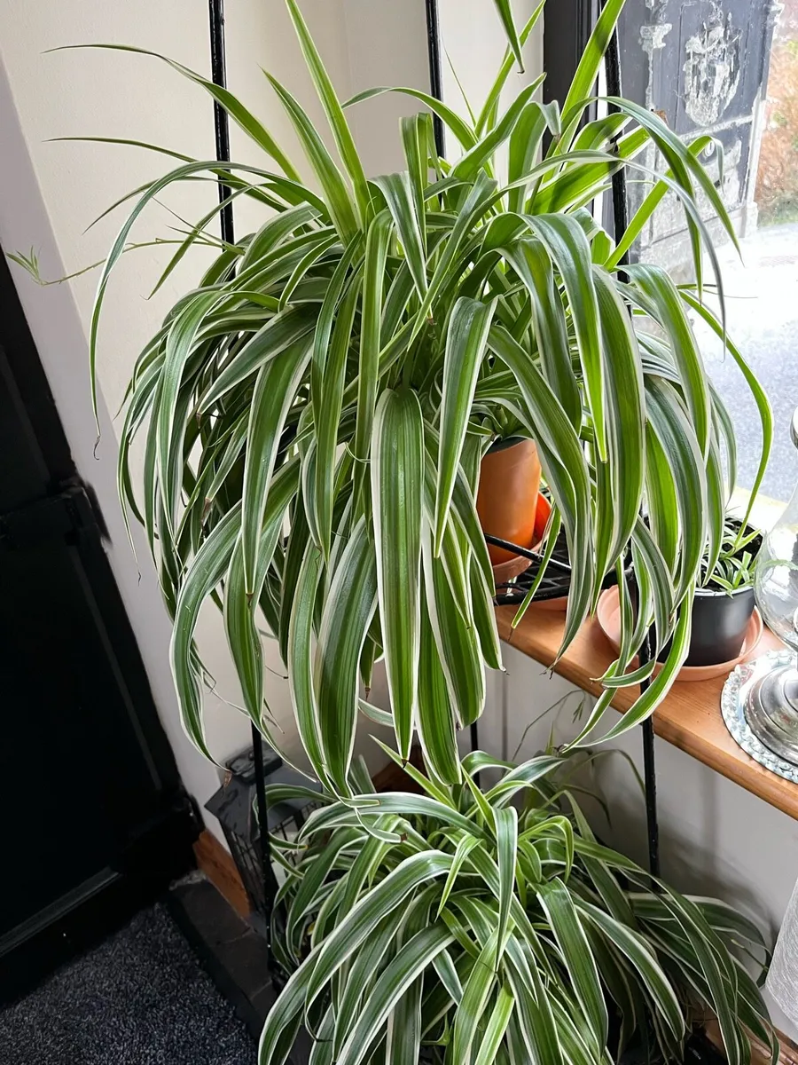3 Spider plants large €12 for the 3 - Image 1