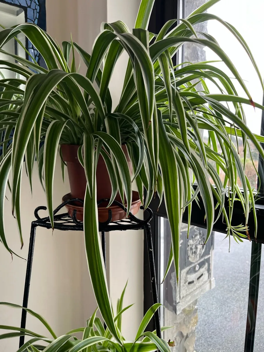 3 Spider plants large €12 for the 3 - Image 4