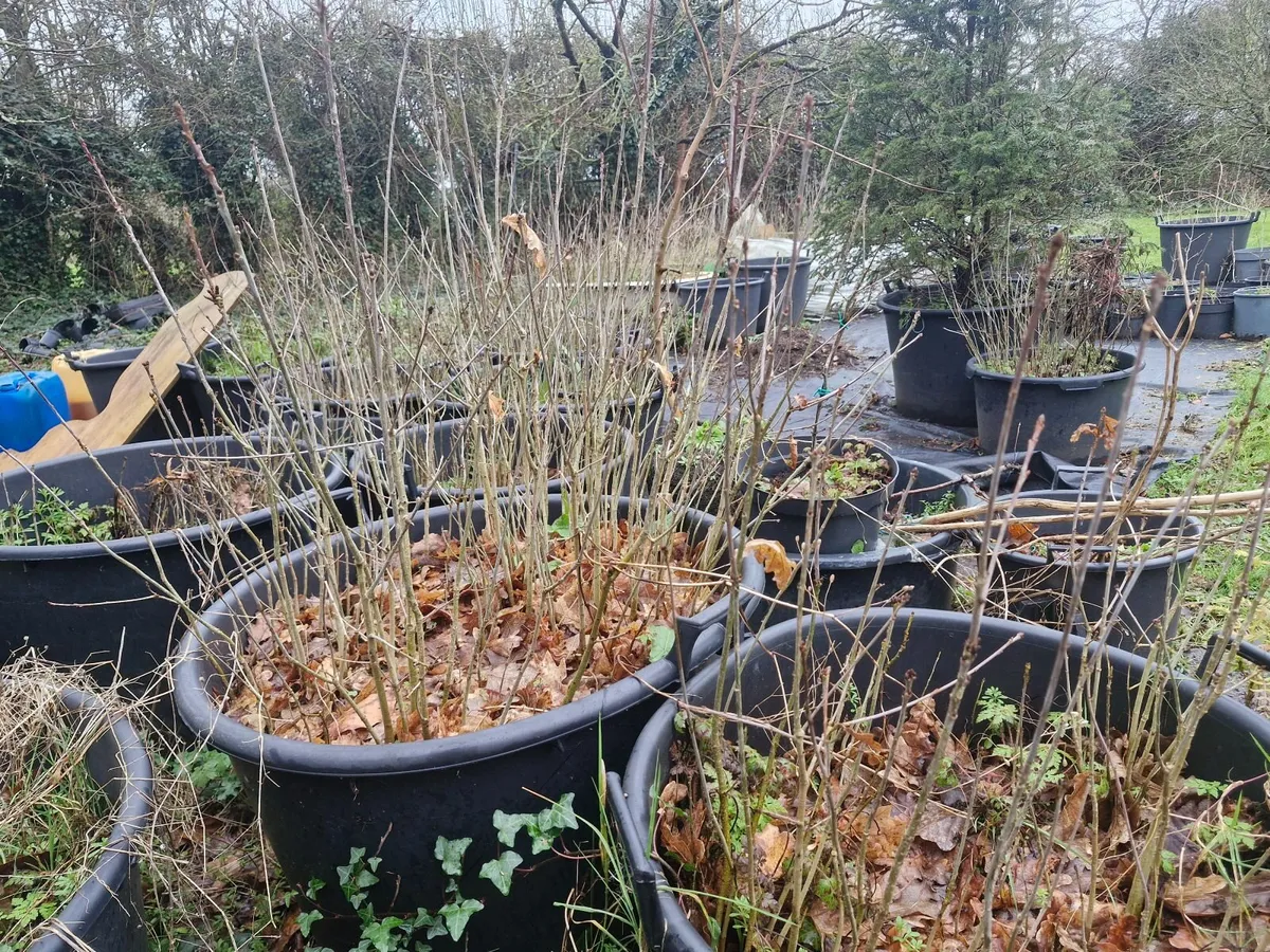 Oak  saplings - Image 1