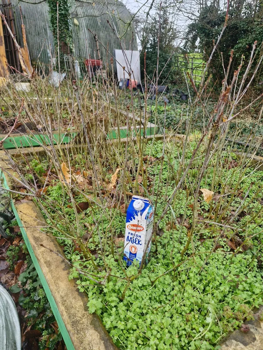 Oak  saplings - Image 2