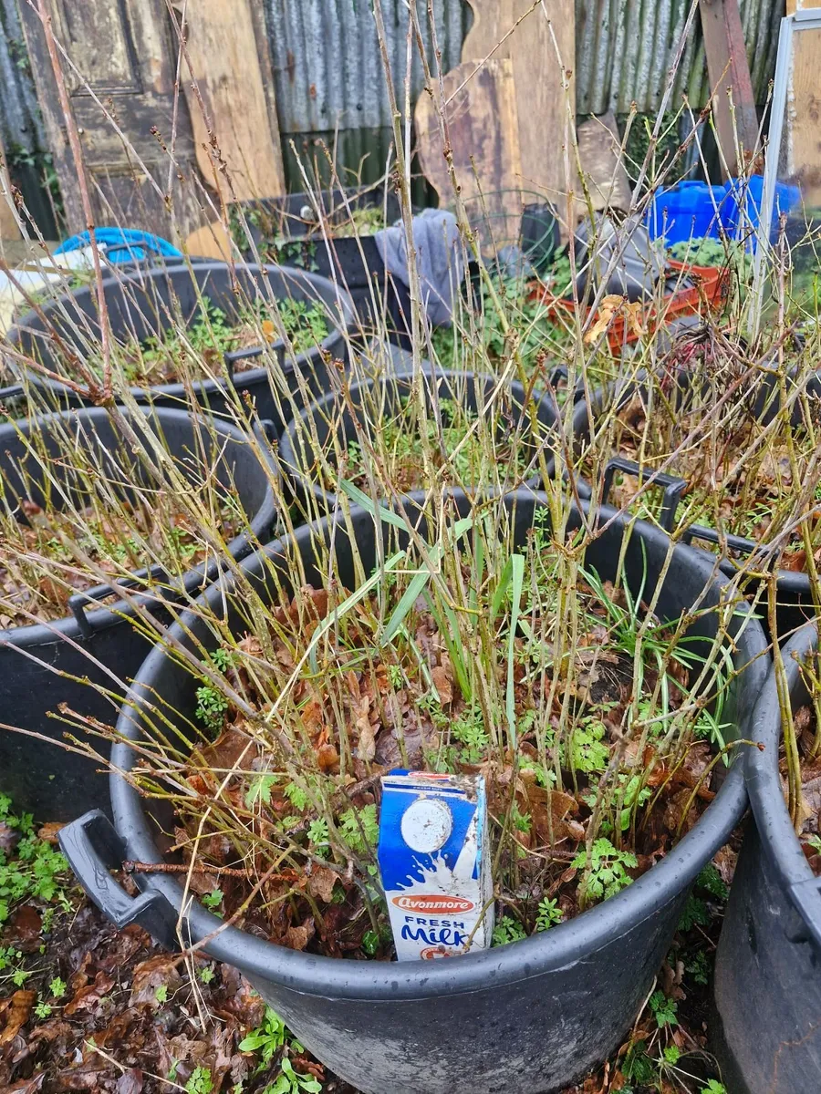 Oak  saplings - Image 3